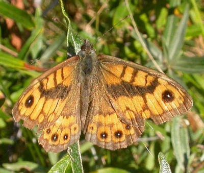 <i class='fa fa-user'></i>&nbsp;Colinda v/d Flier&nbsp;| Argusvlinder&nbsp; <i class='fa fa-eye'>&nbsp;228</i> &nbsp; <i class='fa fa-comment-o'>&nbsp;0</i>