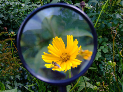 Beetje aan het expirimenteren geweest met een vergrootglas. Het wilde ook nog wel. alleen je hebt die vergrootglas in je handen. Daarom had ik die vergroootglas aan een pvc buisje geplakt en een lange spijker aan de onderkant, om in de grond te prikken. 
Het vergroot ook nog aardig (zie FOFO)