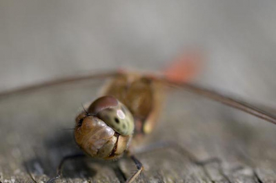 Het beestje zag zichzelf terug in de weerspiegeling van de lens; leuk om te zien.
Wederom: alle feedback welkom.
Succes met fotograferen allemaal!
