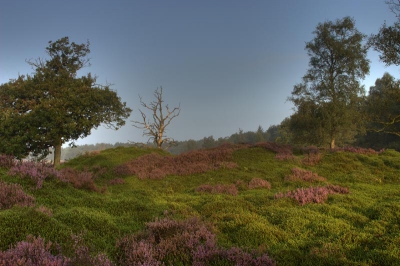 Deze foto is 's ochtends gemaakt in Bakkeveen. De heide staat in bloei en om de foto meer kracht te geven is deze foto met behulp van HDR gemaakt.