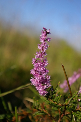 De heide bloeit al is het eigenlijk wel over het hoogtepunt heen. De heide heeft dit jaar meer gebloeid dan vorige jaar omdat er nu in de zomer veel meer neerslag is gevallen. Misschien geen mooie zomer, wel mooie bloeiende heide. Je kan niet alles hebben... :)
Ik heb hier een detail van de bloemen op de foto gezet.
