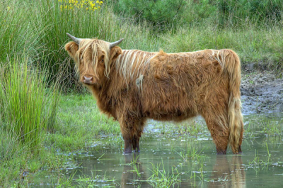 Na een heerlijke dag door het mooie heide landschap van het Deelerwoud kwam ik deze Hooglander tegen.