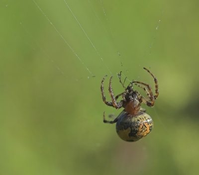 Wie weet, wat voor spin dat is, 
ca. 2cm groot, tussen het gras in een ongemaaid weiland.

Gefotografeerd met Zoomlens en Tussenring, zonder statief. Uitvergroting.