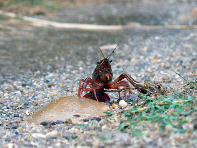 Deze Rivierkreeft liep op het pad naar dat het sinds lange tijd weer geregend had.