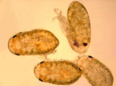 Embryo's van een bladluis, gemaakt met Olympus BX60F-3 microscoop.