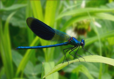 <i class='fa fa-user'></i>&nbsp;Christian&nbsp;| Weidebeekjuffer&nbsp; <i class='fa fa-eye'>&nbsp;90</i> &nbsp; <i class='fa fa-comment-o'>&nbsp;1</i>