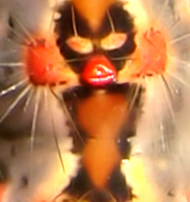 Wonderlijk wat ik tegen kwam vandaag, deze alien? met dikke rode lippen. Wie het weet mag het zeggen!
Morgen het antwoord