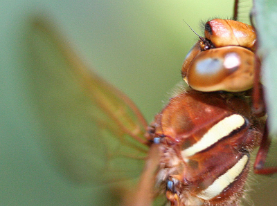 Er is veel op deze foto aan te merken, hij is zeker niet helemaal scherp. Toch spreekt de sfeer mij zelf wel aan. Ook de vage bruine vleugel. Maar geef vooral commentaar...
