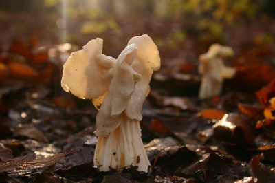 Prachtige grote witte kluifzwammen.