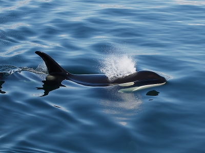 hoi ik ben nikita. ik ben naar canada geweest. daar maakte ik met mijn ouders een walvis tocht en zag ik deze orka. met mijn nieuwe camera nam ik een paar foto's. mijn moeder vond dat ik betere foto's maak dan mijn vader alexander.