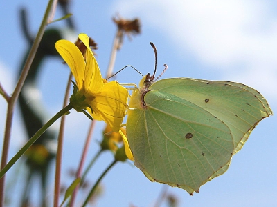 <i class='fa fa-user'></i>&nbsp;Marchel&nbsp;| Citroenvlinder&nbsp; <i class='fa fa-eye'>&nbsp;232</i> &nbsp; <i class='fa fa-comment-o'>&nbsp;1</i>