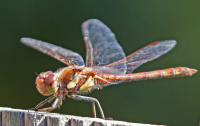 zat keurig op de erfafscheiding