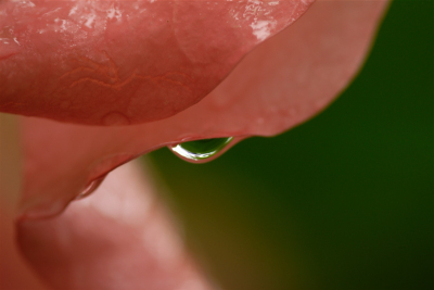 waterdruppel aan brugmansia