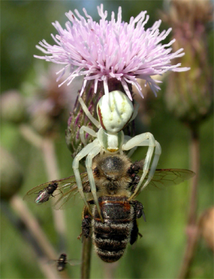 Deze kameleonspin had ik al een tijdje in de mot en toen ik even weg was ving ze een dikke honingbij. Mooi om te zien hoe de spin de bijennek vastheeft terwijl ze zich met de kleine achterste poten aan de bloem vasthoudt en met de voorste de bij "binnenhaalt". Die kleine vliegjes waren er als de kippen bij om te profiteren van het feestmaal.