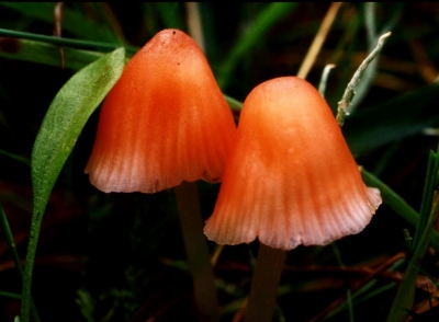 De natte duinvalleien herbergen, als je op je knien gaat, de fraaiste dingen!  Duizenden uren heb ik daar al doorgebracht en steeds wordt je verrast door miniature schoonheid!