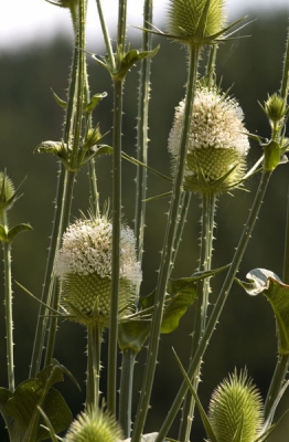 <i class='fa fa-user'></i> Henny van der Groep | Slipbladkaardebol  <i class='fa fa-eye'> 189</i>   <i class='fa fa-comment-o'> 1</i>