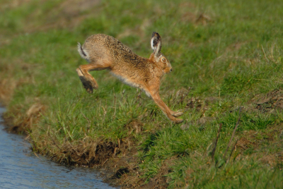 Hier het vervolg op de haas die halvewege de sloot hing. Hij heeft de overkant dus gehaald:)

gr. Edwin Kats