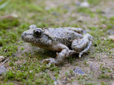 <i class='fa fa-user'></i> skasteel | Midwife Toad  <i class='fa fa-eye'> 246</i>   <i class='fa fa-comment-o'> 1</i>