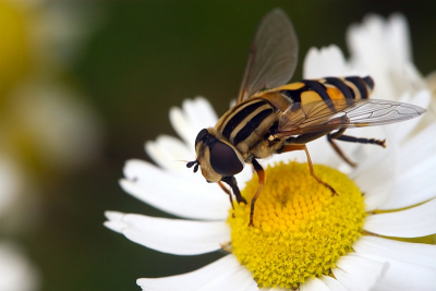 Deze zweefvlieg bleef heel rustig zitten zelfs toen de zonnekap maar enkele cm bij het onderwerp verwijderd was. Ik vond het ook niet nodig een uitsnede te maken wat ik meestal wel doe met dit soort foto's.