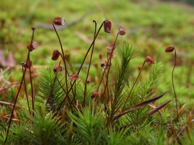 Mini-landschapje. 
Het loont de moeite om door de knietjes te gaan, daar blijkt dan een ongekende wereld voor je open te gaan. Met dank aan Ron Poot die mij door zijn fotos op het bestaan hiervan attent heeft gemaakt.