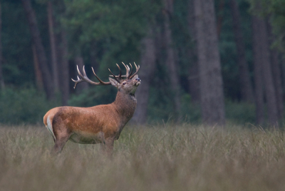 Dit hert had zich al afgezonderd van de rest.  Nog even en hij is klaar voor de bronst. Of hij ook daadwerkelijk wat te vertellen heeft zal de komende maand duidelijk worden.
iso 200  1/40 sec.  F5.6  Sigma 120-300/2.8

Iedereen een mooie en sportieve bronst toegewenst.

gr. Edwin Kats