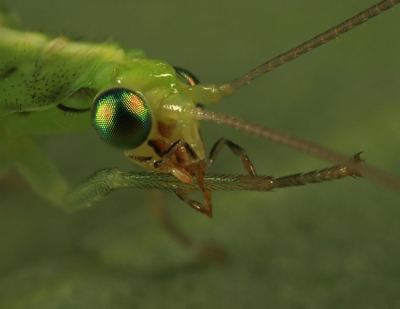 Hier eens een close-up van het hoofd van dit insect.
Wat opvalt zijn de bijzondere ogen van het dier.
mvg Gertjan