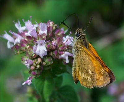 <i class='fa fa-user'></i>&nbsp;Christian&nbsp;| Groot Dikkopje&nbsp; <i class='fa fa-eye'>&nbsp;217</i> &nbsp; <i class='fa fa-comment-o'>&nbsp;0</i>