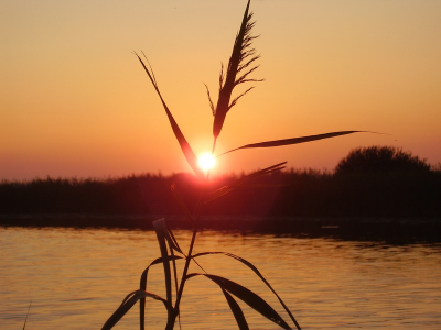 <i class='fa fa-user'></i> lex de bruijn | Zonsondergang met riet ervoor  <i class='fa fa-eye'> 105</i>   <i class='fa fa-comment-o'> 0</i>