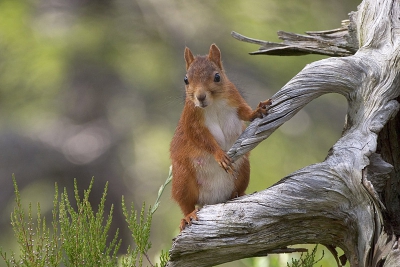 De winnaar van de wildlife photographer of the year competitie in de catogorie 11/14 jaar
Gemaakt met canon EOS 10D + 100/400mm lens.
Subject dist: 5,80m
1/250 sec, f/6,3
Mode: Av
Metering: Center-weighted average
Exp comp: -1 1/3
ISO: 400
AF mode: AI Servo AF
Drive: Continuous: frame 1
White balance: Auto