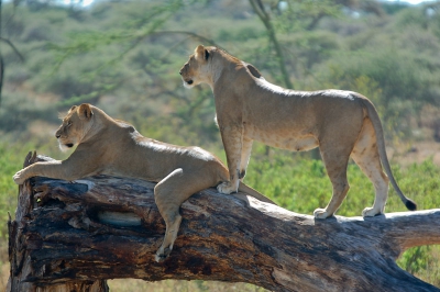 Dit waren onze eerste leeuwen in de Serengeti N.P.
Wat een treffer!!!! Hebben we geluk mee gehad, want de meeste leeuwen die we gezien hebben lagen in het hoge gras.