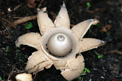 Is dit de gewimperde aardster? Stta bij mij op een wildplekje in de achtertuin.
Joop Jansen