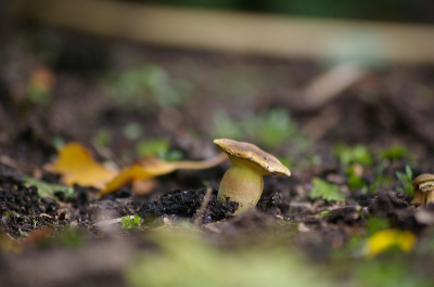 Dit paddestoeltje (ca 1- 1,5cm hoog) stond hier in de tuin, weet iemand de naam hiervan?