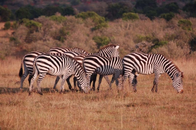 Dit was het eerste wild wat we deze ochtend tegen zijn gekomen in de Serengeti N.P.
Deze zebra's in de ochtend zon!