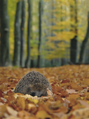 Om alvast wat in de herfststemming te komen. Deze egel was totaal niet schuw. Hij scharrelde wat rond in een groot beukenbos. Je kon hem niet missen, want de dorre bladeren maakten behoorlijk wat lawaai. Snel heb ik de telelens verwisseld voor de 50/1.8 en lichtjes ingeflitst voor dat vonkje in z'n ogen. Na een opname of 10 de egel bedankt en verder gegaan met de vogeltjes.

Nikon D200  iso 200   1/60 sec.  F5.6