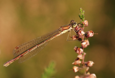 Kwam deze mooie juffer vanmiddag tegen. Toen ze uiteindelijk op de heide ging zitten heb ik maar gauw geknipt. Foto is iets gecropped, maar verder puur natuur!