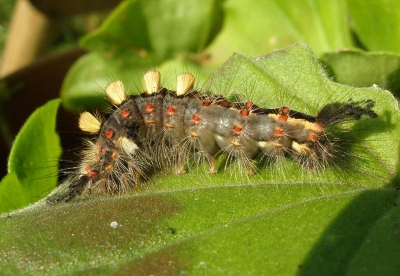 Een hele mooi rups van de witvlakvlinder.
De rups kan zo uit het carnaval zijn weggelopen met zijn mooie uitdossing.
