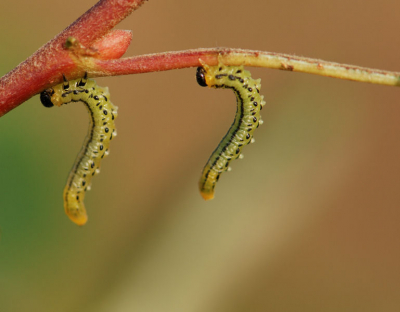 Lastig heh?? dat synchroon hangen!!
Deze pose trof ik vanmiddag aan en hopenlijk moeten jullie er net zo om glimlachen als ik.

Foto gemaakt met Nikon D80, 105mm f2.8.
Diafragma f8,
Iso 200,
Sluitertijd 1/320