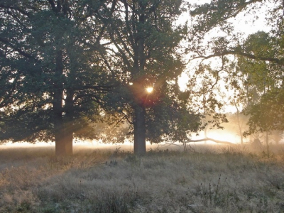 Tijdens een ochtendexcursie op de Hoge Veluwe, deze foto gemaakt. Een mooi combinatie van mist en zon. Misschien niet de mooiste, maar toch redelijk tevreden voor een eerste foto..