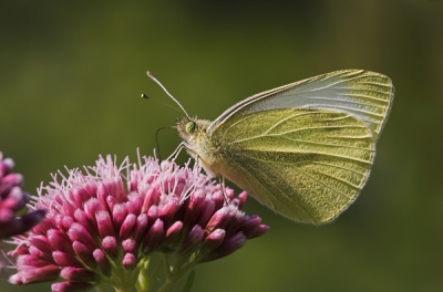 De Witjes lijken wel veel op elkaar, ik denk dat het een klein Koolwitje is. Als iemand het beter weet hoor ik het graag.
Opgenomen in recreatiegebied "Geestmerambacht"
F13 1/250sec. ISO 400, Sigma 2,8/150mm, zonder statief.