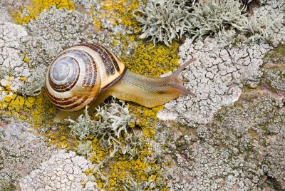 Deze tuinslak zag ik over de rotsen kruipen toen ik even pauzeerde van het fotograferen van sternen en meeuwen. Ik genoot van het uitzicht toen deze slak mijn aandacht trok. Eigenlijk was het niet zozeer de slak, maar meer de ondergrond. Prachtige korstmossen waren voor mij een mooi decor voor deze toch wel gewone slak. De tele voor een macro gewisseld en wat platen geschoten met verschillende diaframa's. Deze kwam toch als beste uit de test.

nikon D200  met Sigma 150/2.8  iso 200  1/20 sec.  F22 vanaf statief.

gr. Edwin Kats