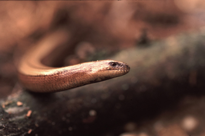 <i class='fa fa-user'></i> jan broekhuizen | Hazelworm  <i class='fa fa-eye'> 380</i>   <i class='fa fa-comment-o'> 3</i>