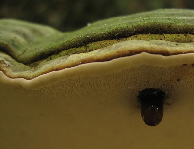 Dit is een crop van het origineel, hier kun je goed de druppel zien. Dit verschijnsel heet guttatie.