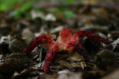 Bedankt voor jullie reacties op mijn vorige foto's. Ik hoop nog vele mooie foto's en paddestoelen te plaatsen, waaronder deze Inktviszwam. Ik was eigenlijk een dag te laat, want hij begon al weer te verwelken, maar wat een sensatie om zo'n exotische paddestoel hier te vinden.