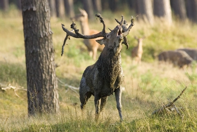 Vorige week een weekend verbleven in het Nationaal Park. Leuke foto's kunnen maken vanuit de kijkhut Millelamel (koeverbos). Dit is er een van. Dit mannetje probeert zijn tegenstander (die rechts uit beeld loopt....) te imponeren. Een uur later zou het tot een echt gevecht komen tussen deze twee rivalen. (Foto's volgen later...)