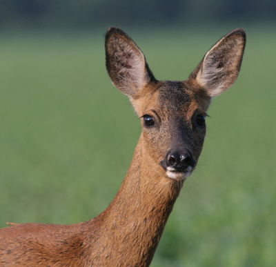 Wie heeft er voorrang? Deze reegeit kwam door een weiland richting het landweggetje gelopen waar ik met mijn auto over heen reed. Om een eventuele aanrijding te voorkomen stopte ik, de reegeit ook. Tijd om een paar opnames te maken...