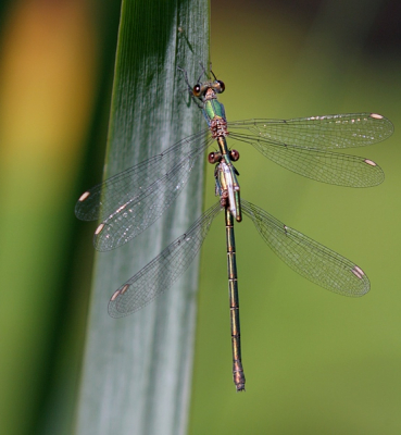 Een poging gedaan libellen te fotograferen met m'n oude novoflex 400 mm bij de tuinvijver. Deze van een tandem houtpantserfuffers vind ik wel aardig gelukt.