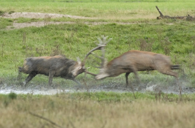 Hier uiteindelijk het gevecht zelf. Erg dynamisch geworden door de lage sluitertijd: 1/40e op 800iso. Wat vinden jullie?