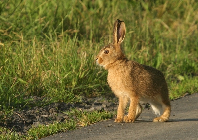 <i class='fa fa-user'></i>&nbsp;Rudi Debruyne&nbsp;| Haas&nbsp; <i class='fa fa-eye'>&nbsp;234</i> &nbsp;<i class='fa fa-thumbs-up'>&nbsp;1</i> &nbsp; <i class='fa fa-comment-o'>&nbsp;3</i>