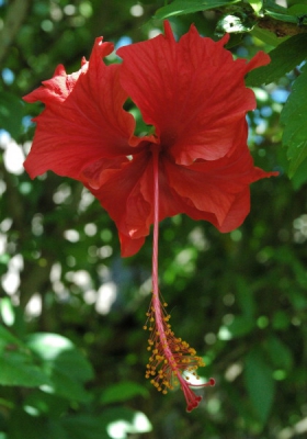 <i class='fa fa-user'></i> Sabine David | Hibiscus  <i class='fa fa-eye'> 168</i>   <i class='fa fa-comment-o'> 0</i>