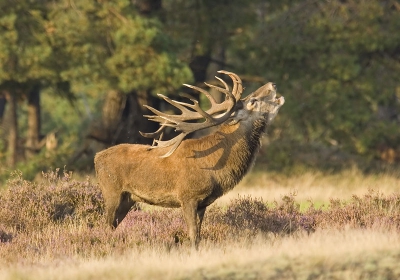 Vanavond geschoten langs de drukke wildbaanweg:

Imponerend burlende edelhert man. Edel zeker.... Wat een prachtig hert is dit !